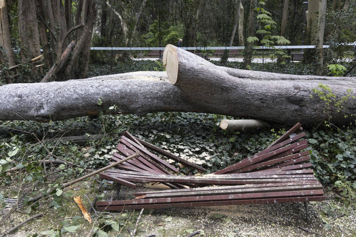 Las imágenes de la retirada de los árboles derribados por el viento en Campo Grande