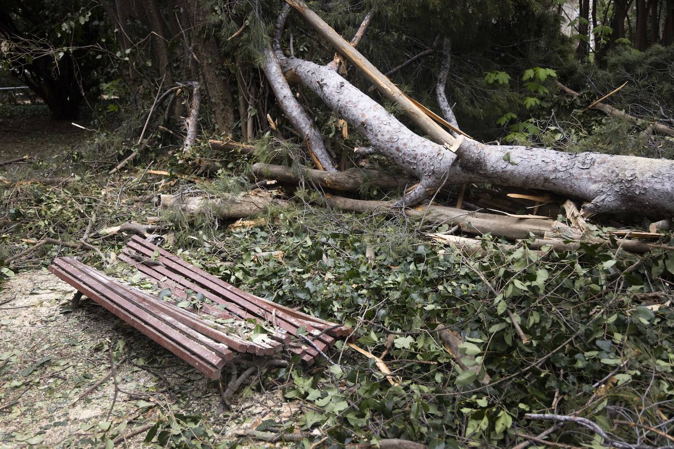 Las imágenes de la retirada de los árboles derribados por el viento en Campo Grande