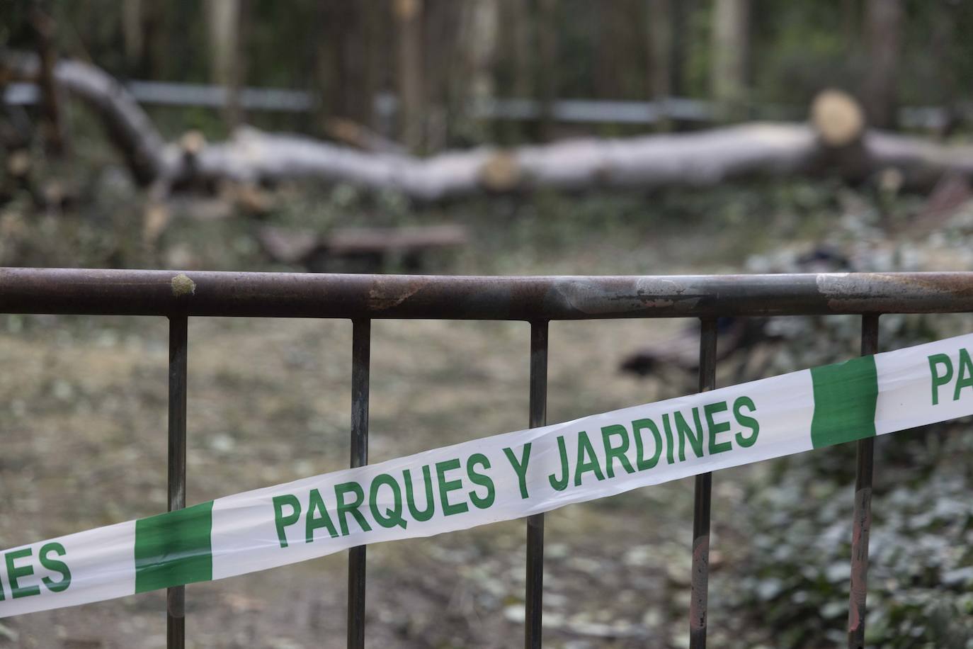 Las imágenes de la retirada de los árboles derribados por el viento en Campo Grande