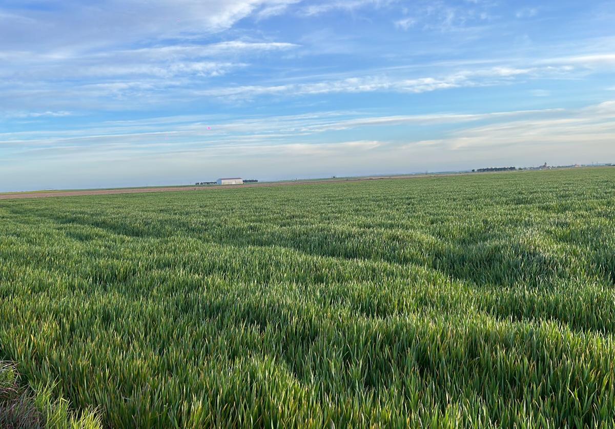 Estado actual de una avena en una parcela de Madrigal de las Altas Torres, Ávila.