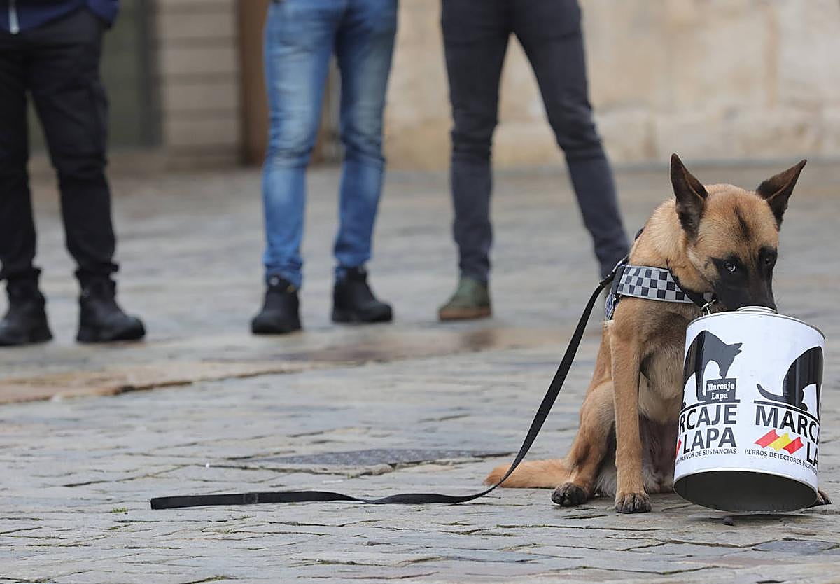 Un perro de la Policía Local, en enero en la presentación de la Unidad Canina.