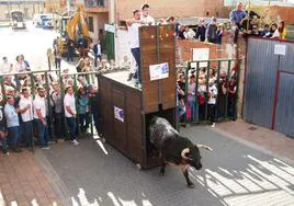 Suelta de toros el pasado año por las calles de Pedrajas de San Esteban.