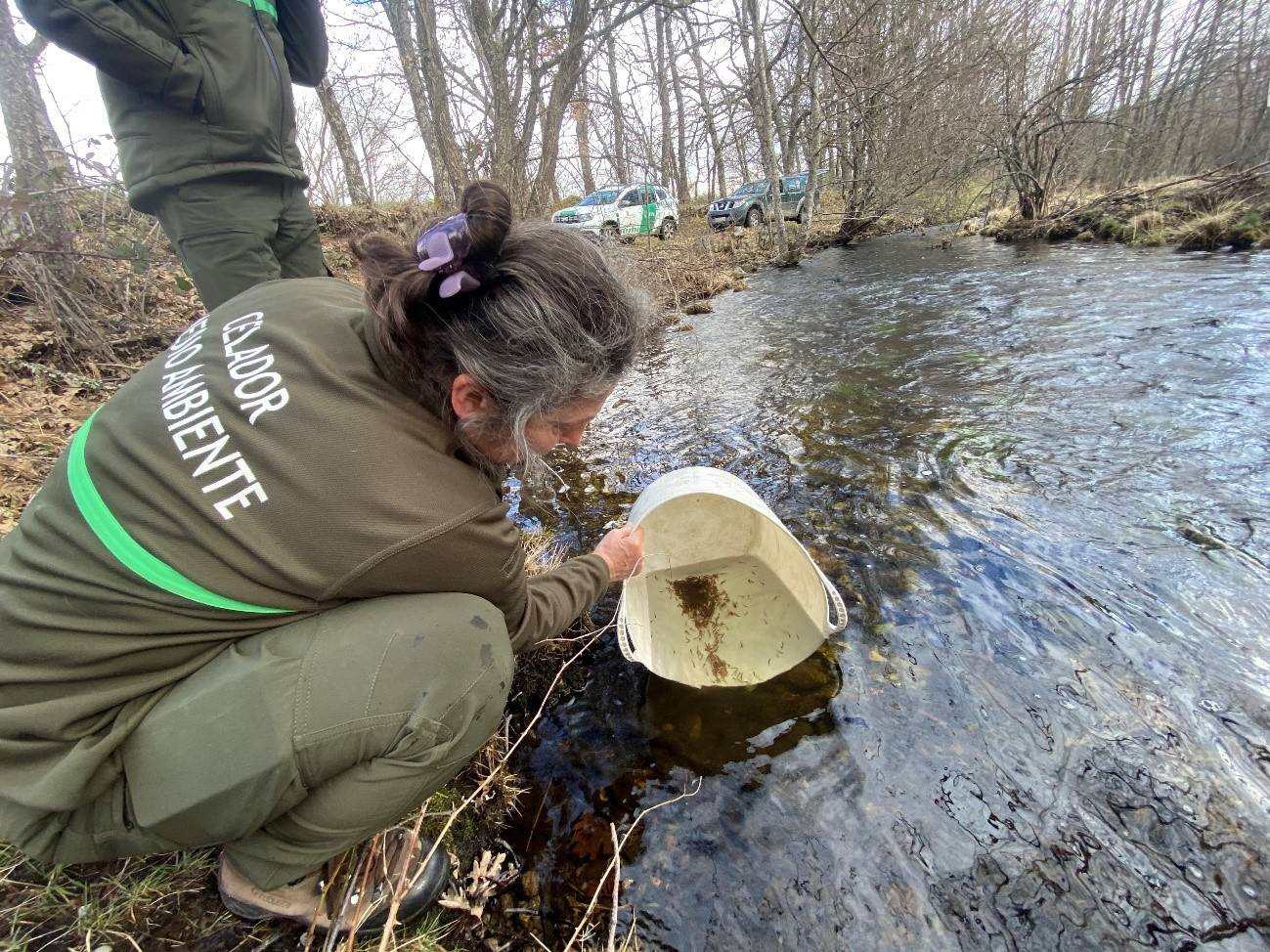 El Servicio Territorial de Medio Ambiente de Zamora suelta 8.000 alevines de trucha en el río Tera.