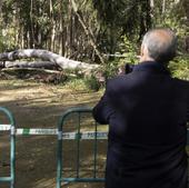 Qué pasa con los árboles víctimas del viento en Valladolid