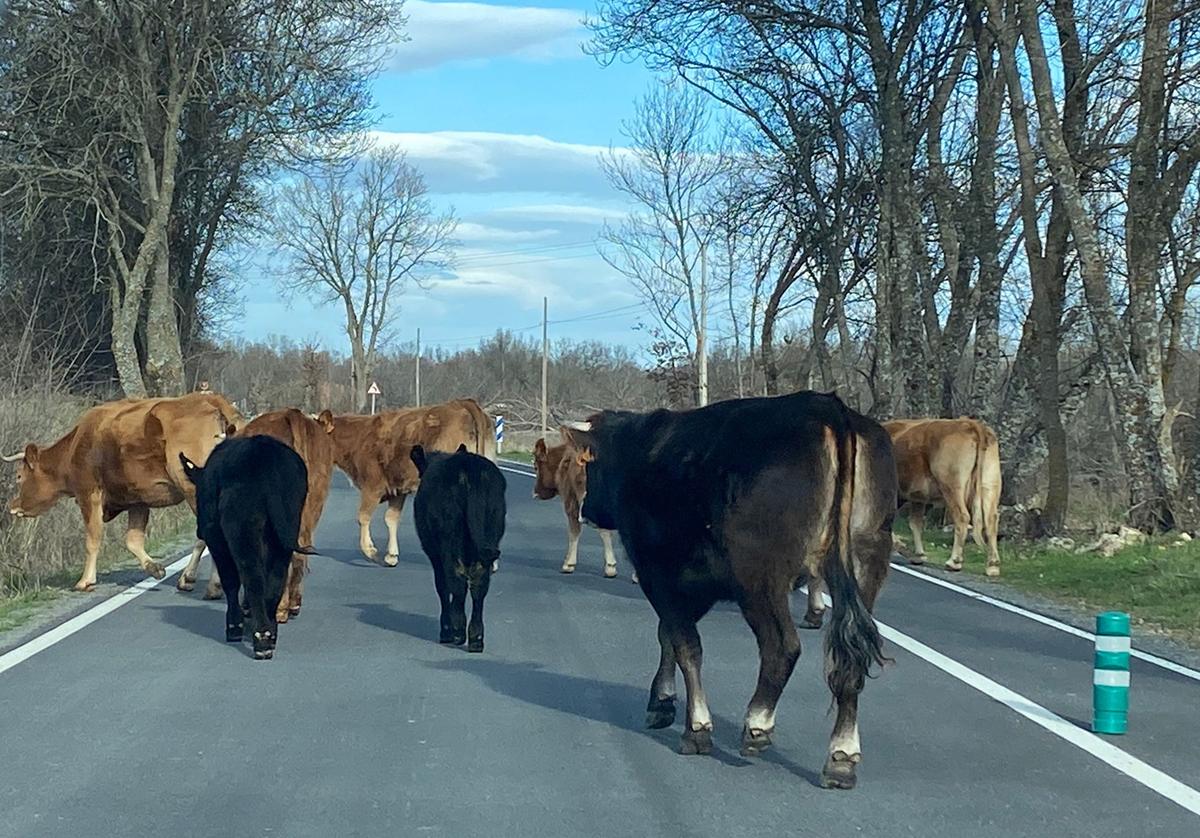 Ganado bovino pasea por una carretera de la provincia de Segovia sin vigilancia.