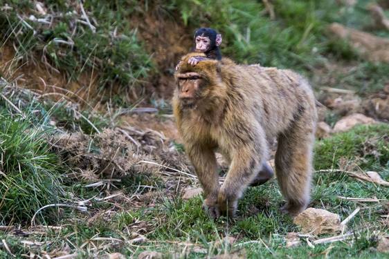 Ejemplar de macaco en libertad.