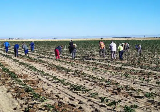Trabajos en una parcela dedica al cultivo de la planta de fresa en Cabezas de Alambre, en Ávila.