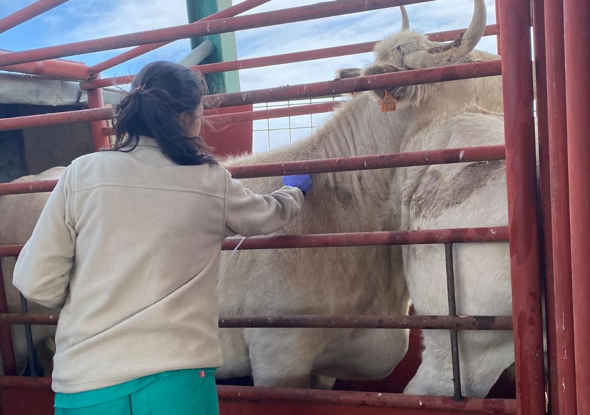 El veterinario de explotación sigue entre las principales reivindicaciones ganaderas