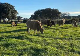 Vacas pastando en una explotación en extensivo en la provincia de Salamanca.