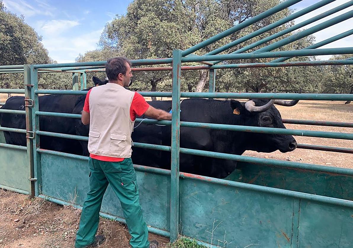 Un veterinario realiza una prueba en una explotación salmantina.