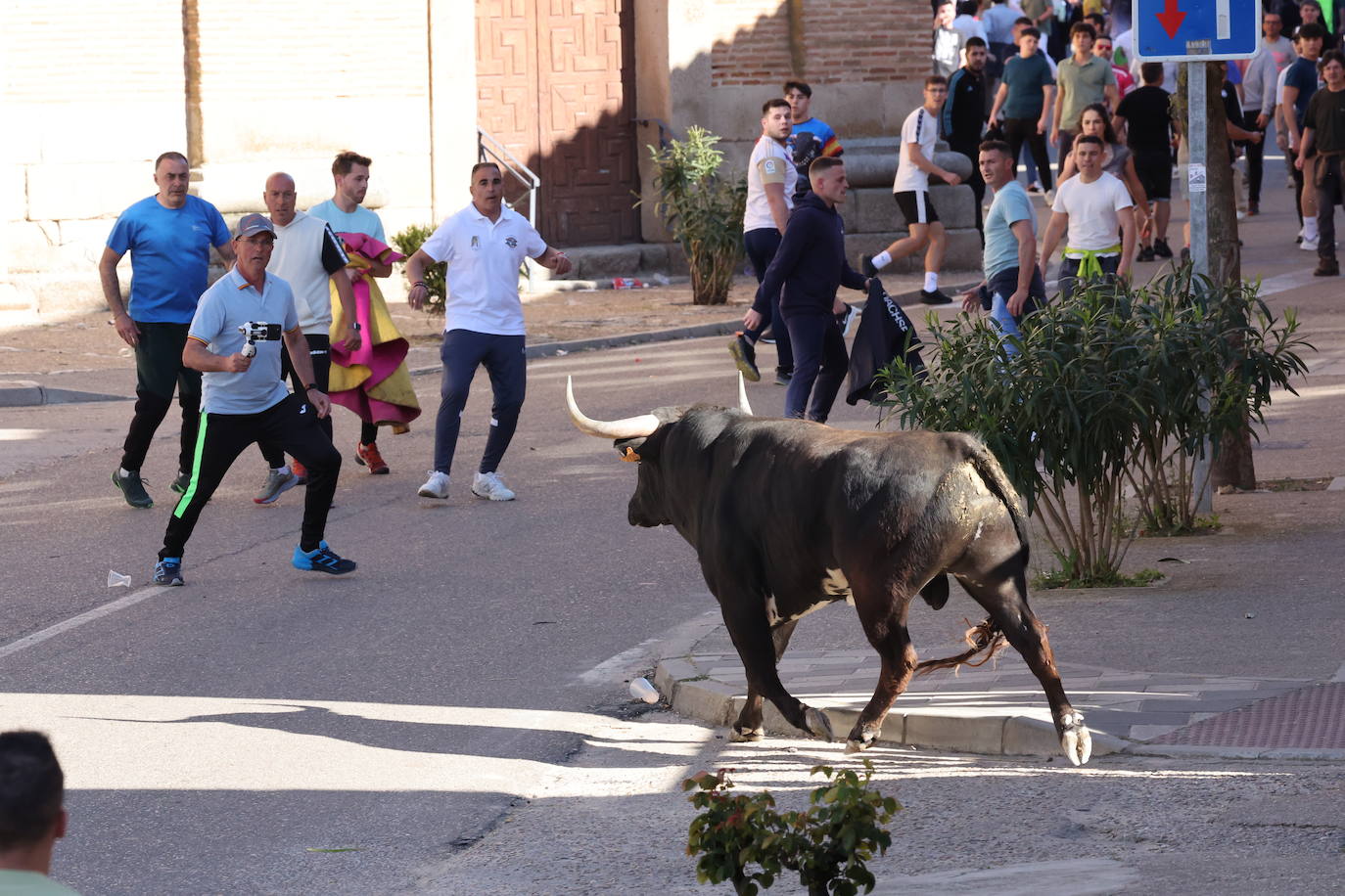 Las imágenes del Toro del Sarmiento en La Seca