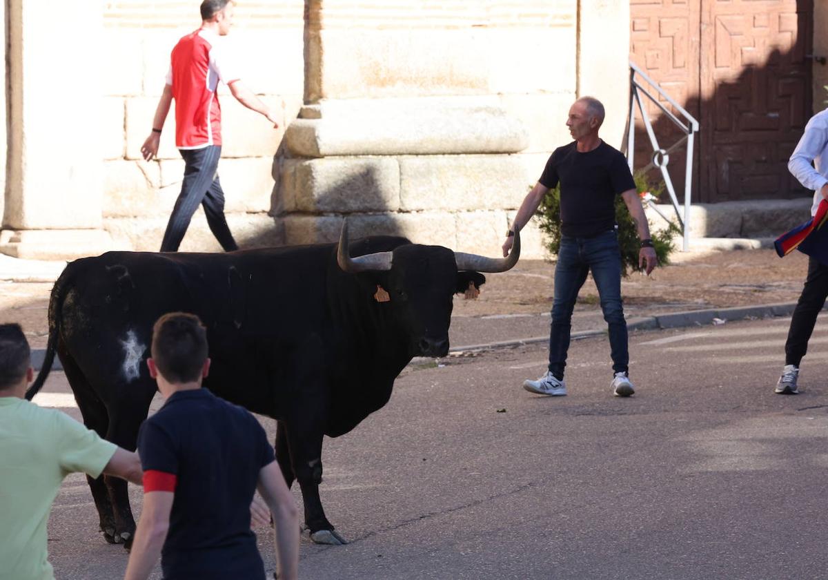 Las imágenes del Toro del Sarmiento en La Seca