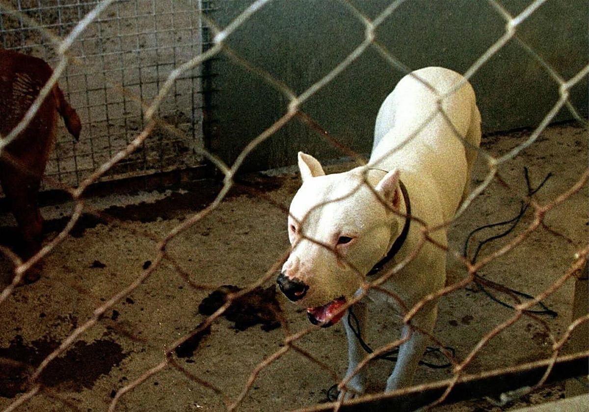 Un pitbull, en una imagen de archivo.