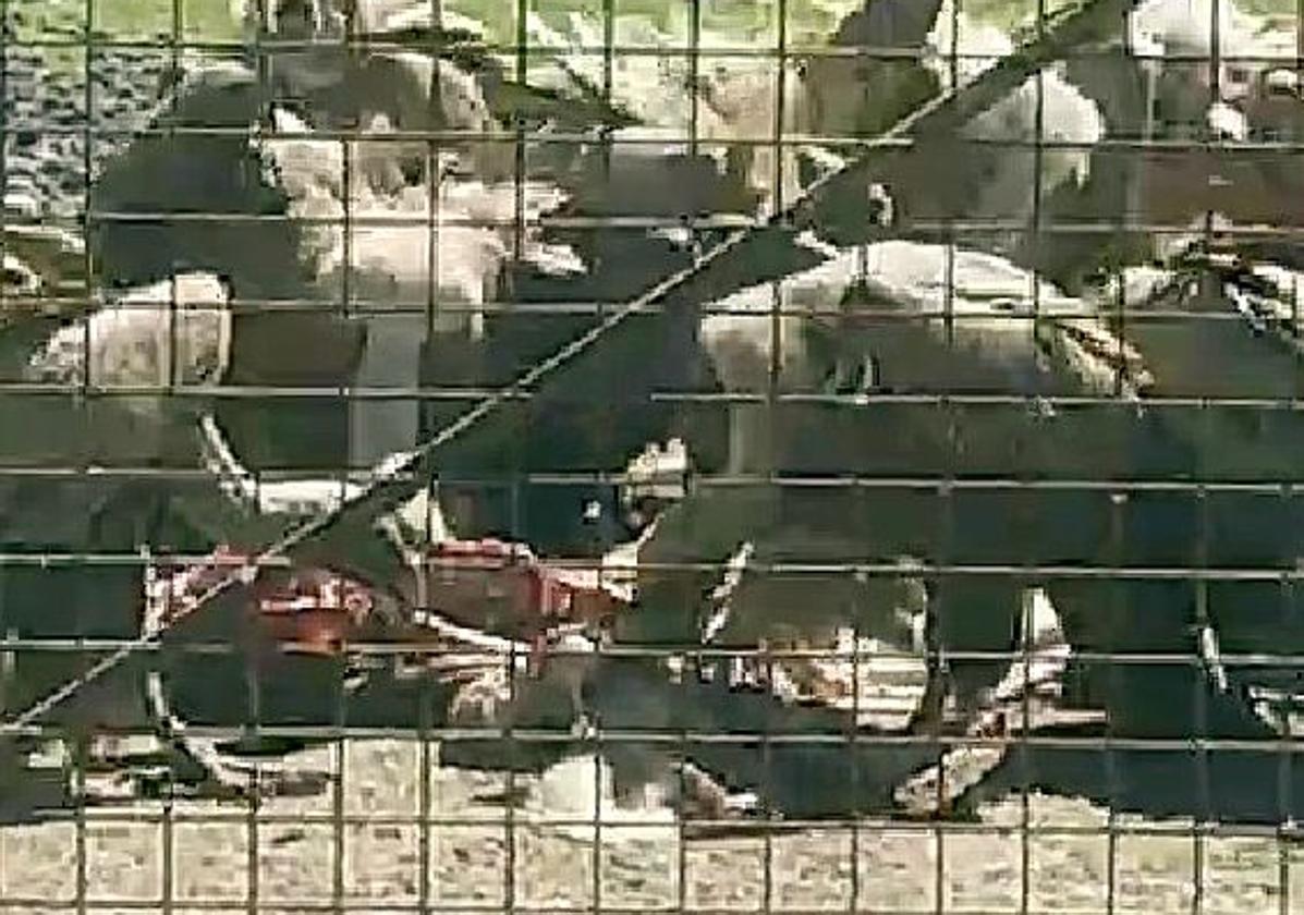 Una bandada de buitres devora un cerdo muerto en Tierra de Campos