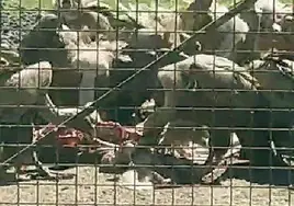 Una bandada de buitres devora un cerdo muerto en una finca de Cuenca de Campos, este domingo.