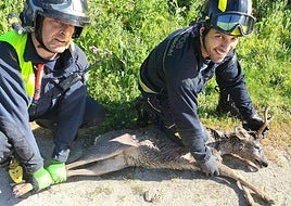 Bomberos que participaron en la intervención, con uno de los corzos rescatados.