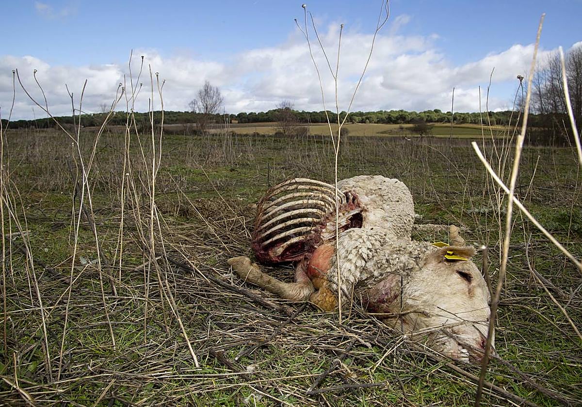 Una oveja muerta tras el ataque de un lobo.