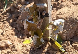Planta afectada por la helada en Ribera del Duero