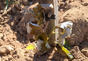 Una helada provoca graves daños en Ribera por el adelanto de la brotación de la viña