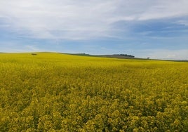 Superficie dedicada al cultivo de colza.