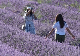 Imagen de archivo de turistas en los campos de lavanda de Tiedra.