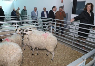 La feria de raza churra reivindica la carne de ovino y reclama su puesta en valor