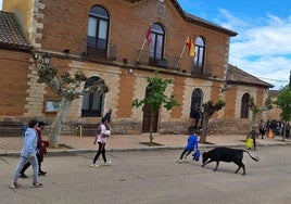 Un aficionado corta a una de las vacas delante del Ayuntamiento de Aguilar de Campos, este sábado.