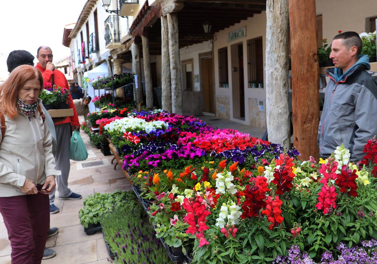 Mercado de la Flor de Ampudia.