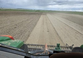 Preparando la tierra este fin de semana en La Moraña, para sembrar girasol.