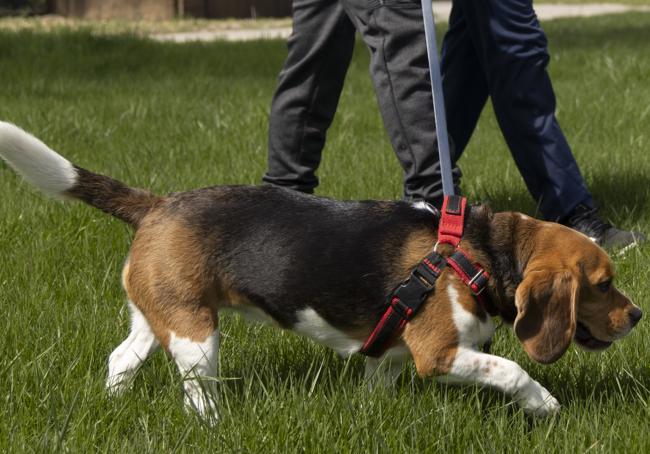 Un perro en el parque.