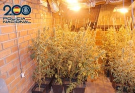 Plantas de marihuana incautadas durante la operación.