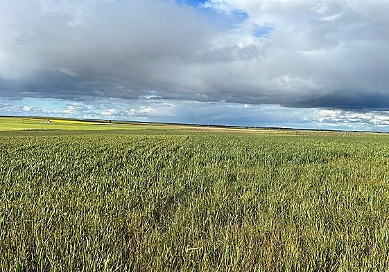 Parcela de trigo, en Madrigal tras descargar agua esta misma tarde de jueves.