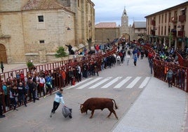 Un mozo cita al novillo con una chaqueta en un recorrido repleto de aficionados.