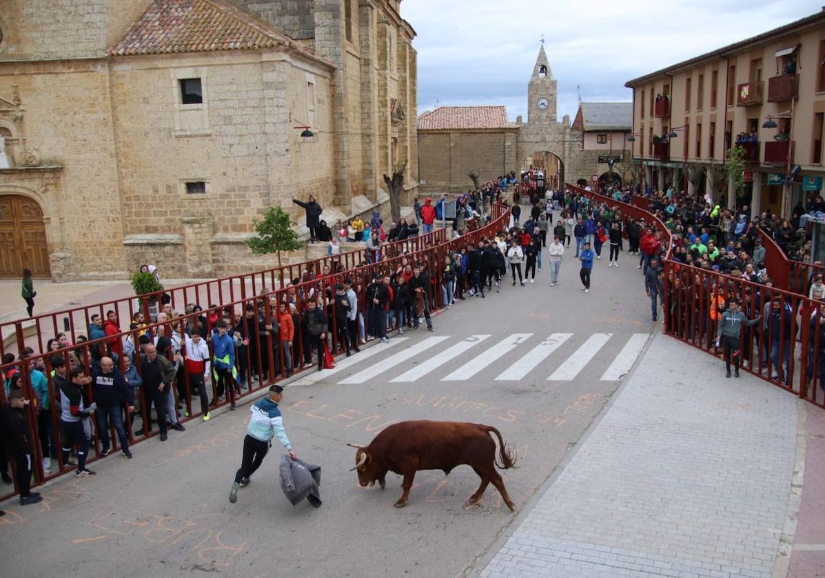 Un mozo cita al novillo con una chaqueta en un recorrido repleto de aficionados.