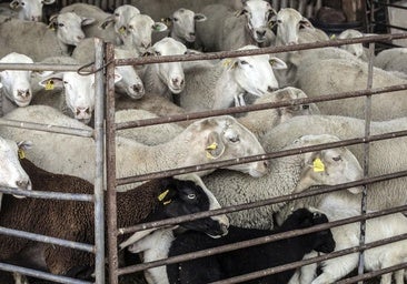 Intervienen una granja de ovejas presuntamente ilegal en un pueblo de Valladolid