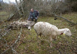 Estragos en el ganado de un antiguo ataque de lobos en Siguero, provincia de Segovia.