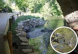 Paseo por la ribera del Eresma bajo el puente de San Marcos. En el círculo, restos de toallitas y trapos en ramas sobre el cauce.