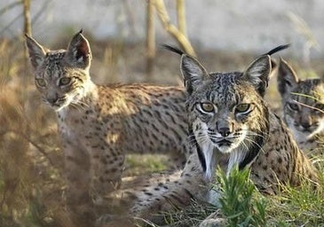Arrancan los estudios para la reintroducción del lince en el Cerrato