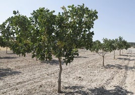 Plantación de pistachos en la provincia de Palencia.