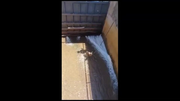 Rescate de un corzo en Bembibre, en León