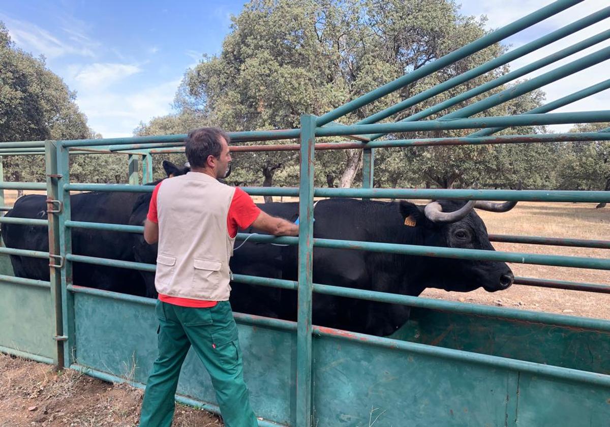 Un veterinario vacuna contra la lengua azul en una explotación de Salamanca.