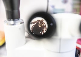 Garrapata al microscopio.