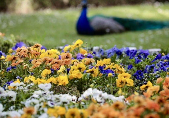 Flores en el Campo Grande de Valladolid.