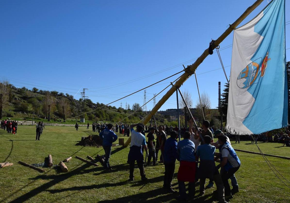 Pinada del Mayo en Velilla.