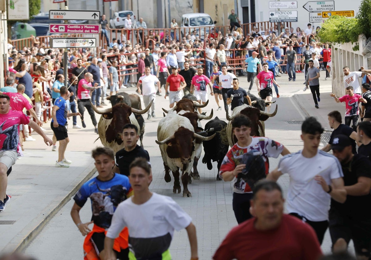 Recta final del encierro. El de esta tarde ha congregado a numeroso público.