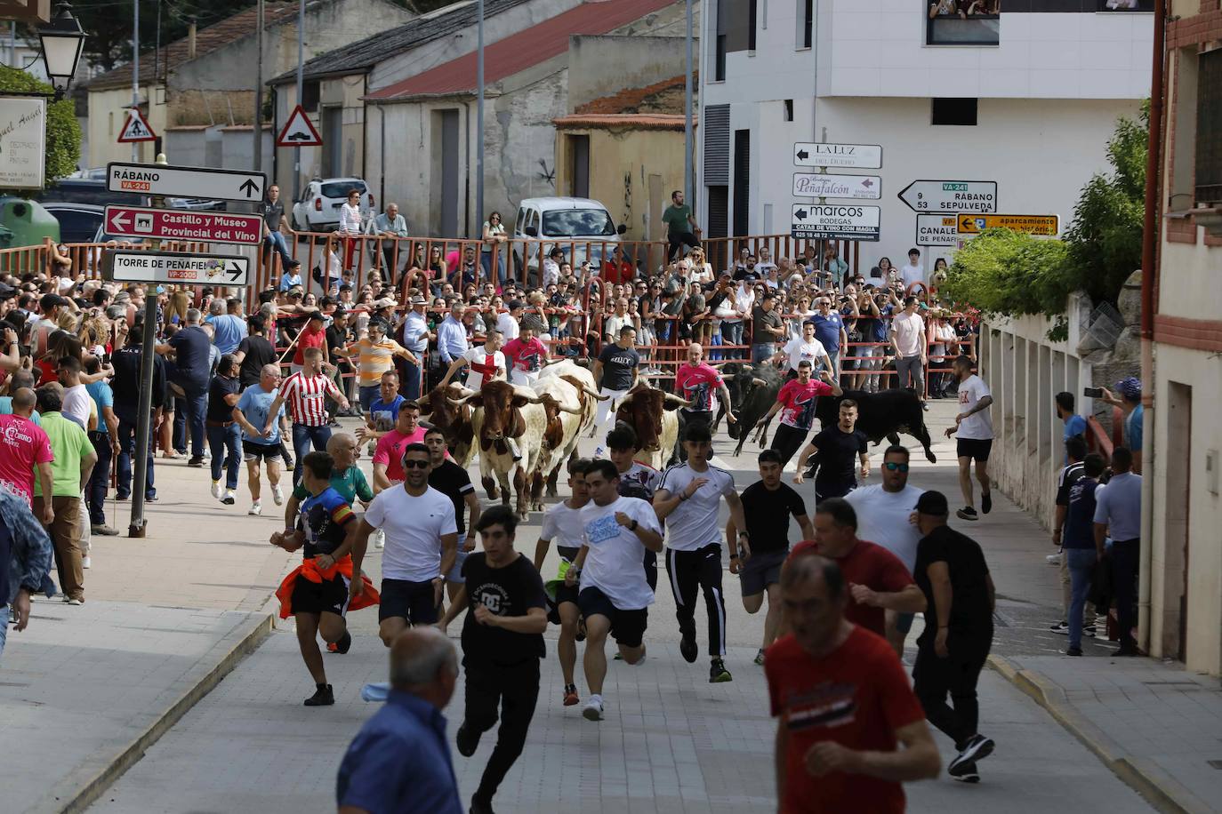 Las imágenes del encierro y la capea de Peñafiel