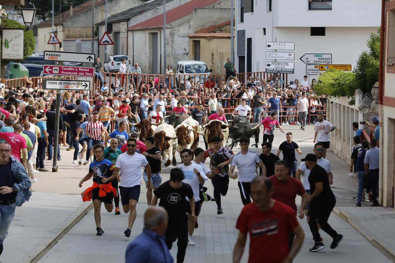 Las imágenes del encierro y la capea de Peñafiel