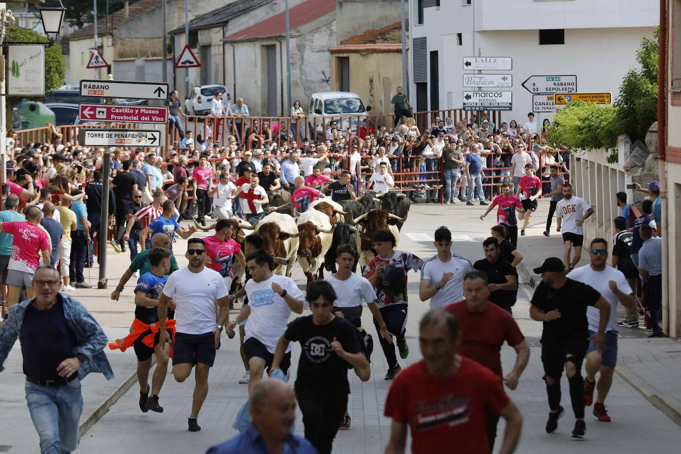 Las imágenes del encierro y la capea de Peñafiel