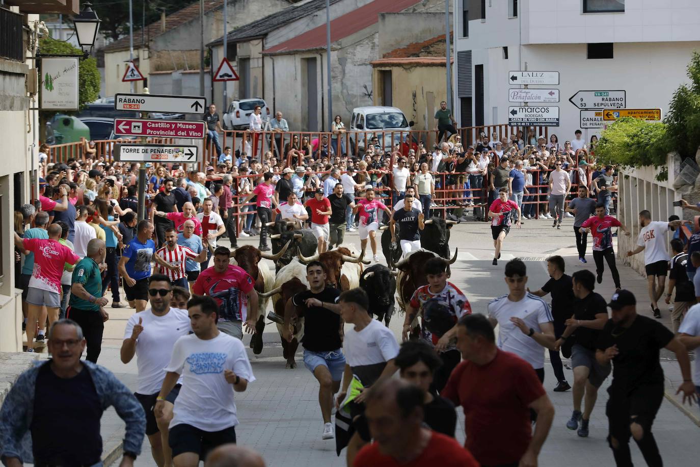 Las imágenes del encierro y la capea de Peñafiel