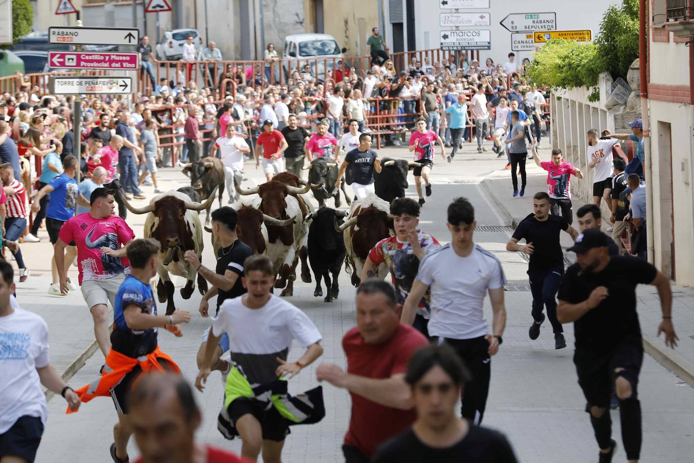 Las imágenes del encierro y la capea de Peñafiel